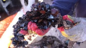 Как выращивают мидии и устрицы в Чёрном море.