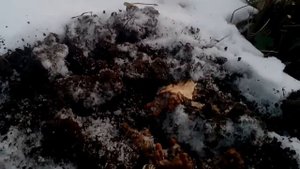 Корень родиолы розовой  Выкапываем золотой корень