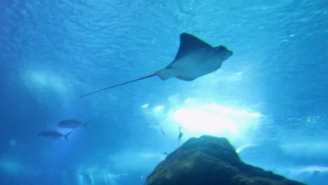 Аквариум, Красивая музыка для релакса, сна, медитации | Beautiful music for relaxation, sleep, yoga смотреть онлайн