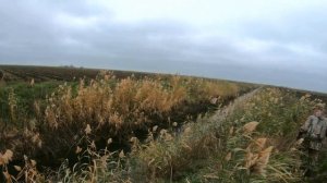 Охота на уток.Отличные выстрелы, охотимся на рисовых чеках.Hunting