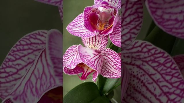 Phal. Cosmopolitan ? Голландская орхидея пелор Космополитен | Домашнее цветение фаленопсиса Космо?