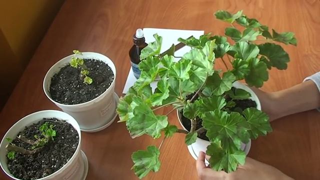 Когда обрезать пеларгонии. Осенняя обрезка пеларгоний. Кардинальная обрезка пеларгоний. смотреть онлайн