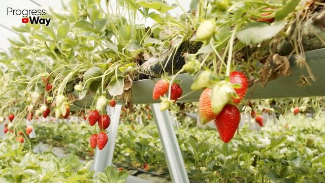 Полейте клубнику в сентябре этим и в след году клубника завалит вас урожаем! смотреть онлайн