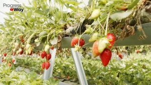 Полейте клубнику в сентябре этим и в след году клубника завалит вас урожаем!