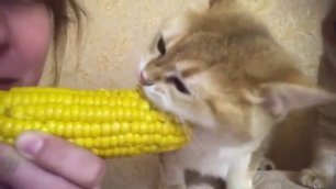 Кот ест кукурузу