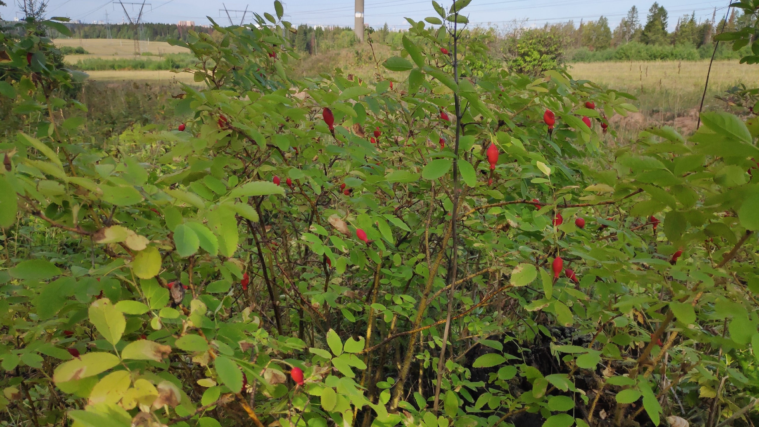 Поход в лес 20 авг 2023 2ч смотреть онлайн