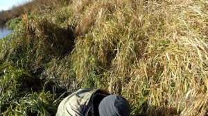 Большая щука. Ловля крупной щуки на спиннинг. Трофейная щука. Самые большие щуки в этом году.