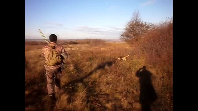 Охота с гончими!ХИТРОСТЬ фазана смотреть онлайн