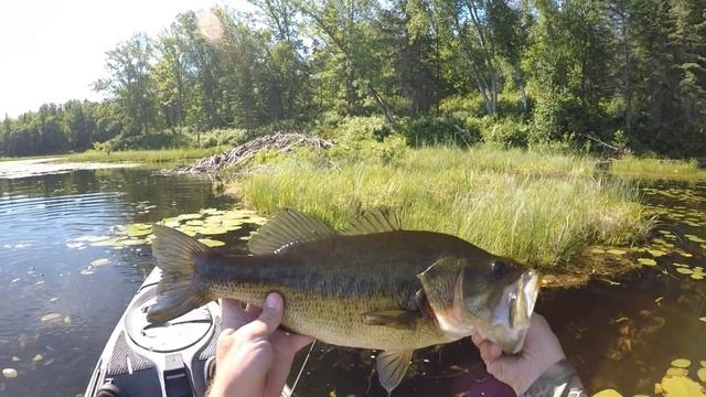Bass Love Spiders! смотреть онлайн