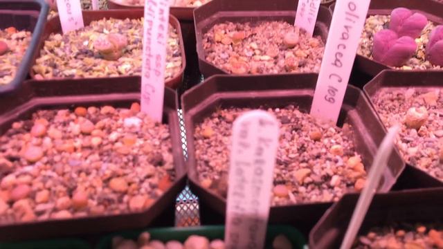 Литопсы зимой. Как линяют литопсы 28.01.24 смотреть онлайн