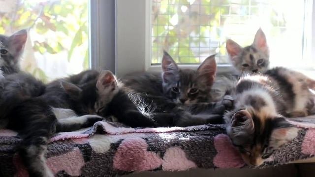 Котята Мейн Кун