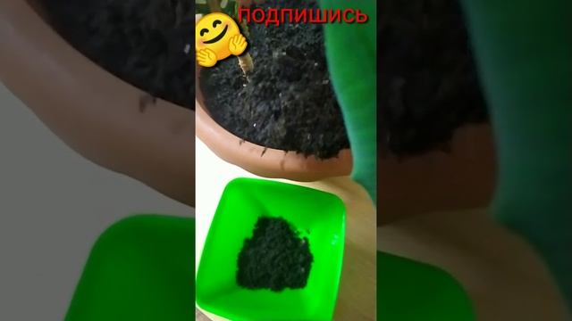 Как избавиться от плесени в цветочных горшках!!