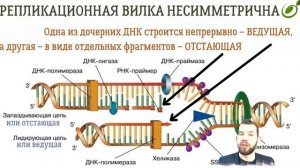 Л.26 | МАТРИЧНЫЙ СИНТЕЗ ДНК | ОБЩАЯ БИОЛОГИЯ ЕГЭ