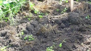 Сидераты. Скорость перегнивания свежей зеленной органики