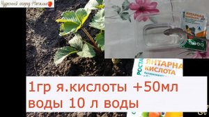 Янтарная кислота для сада и огорода