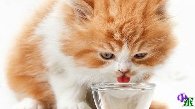 Девушка пожадничала и КУПИЛА породистого КОТЁНКА подешевле, а тот много пил и часто… смотреть онлайн