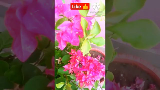 pink Bougainvillea 🌺 смотреть онлайн