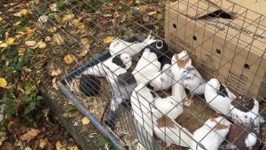 Голуби Подмосковья в Истре 06.10.2019