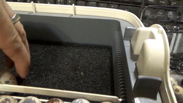 Опыт с магазинными яйцами перепелов 2 смотреть онлайн