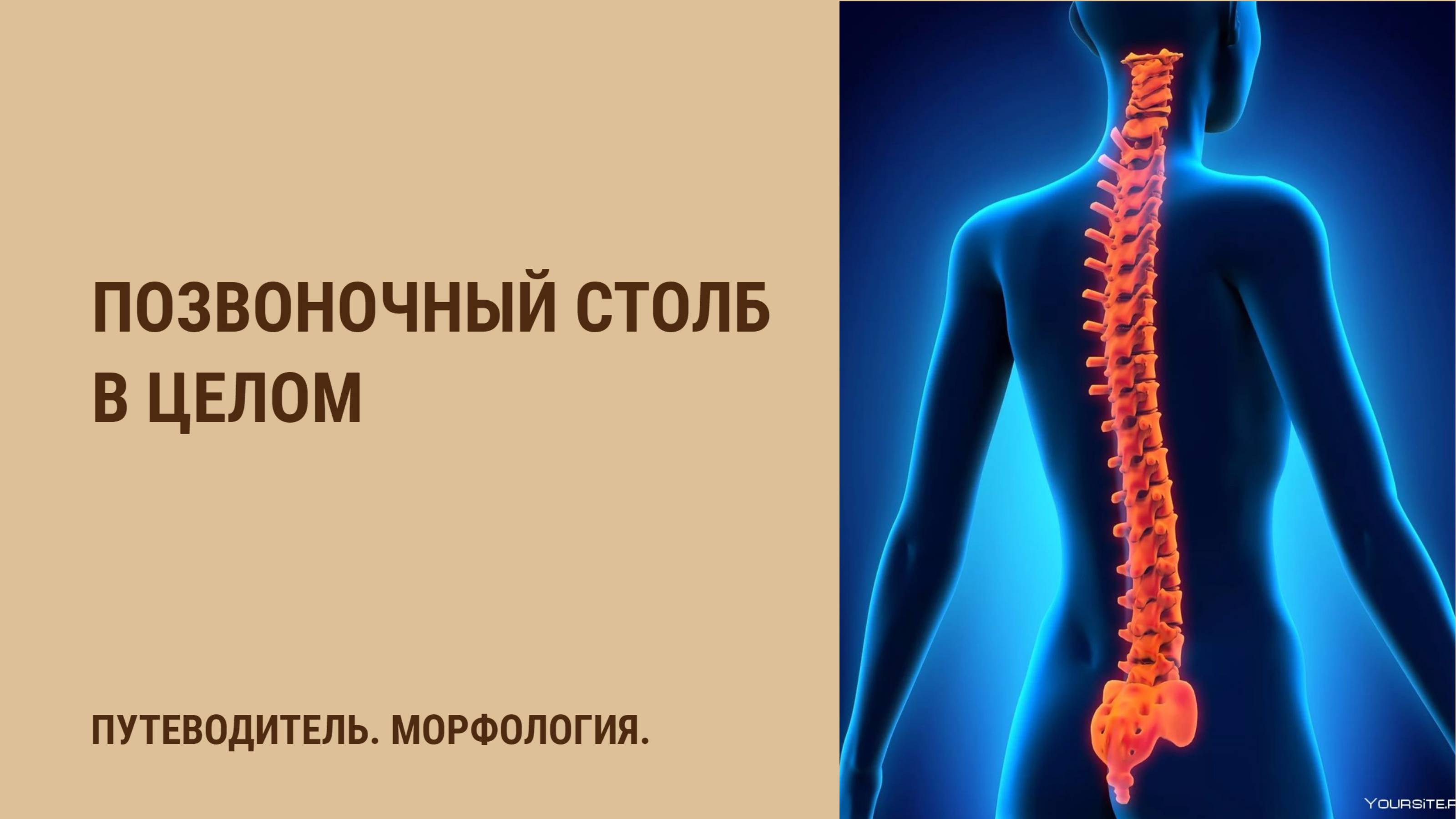 Позвоночный столб в целом