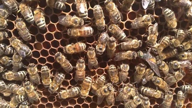 КАРНІКА-БДЖОЛИ ВБИВЦІ! смотреть онлайн