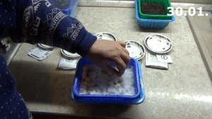 Нужна ли стратификация семенам дельфиниума. Как обмануть семена. Три способа посева дельфиниума.