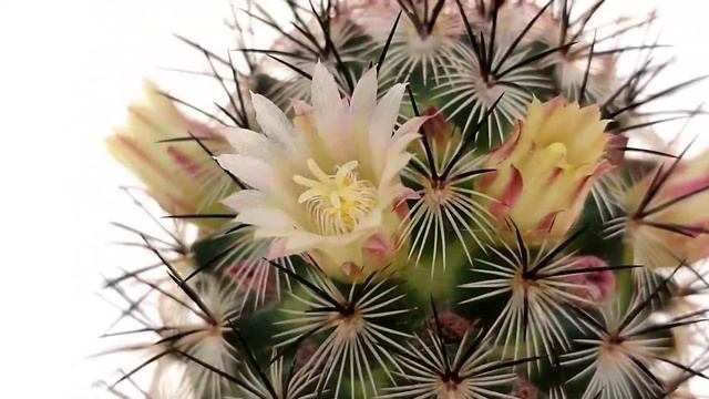 Mammillaria microhelia смотреть онлайн