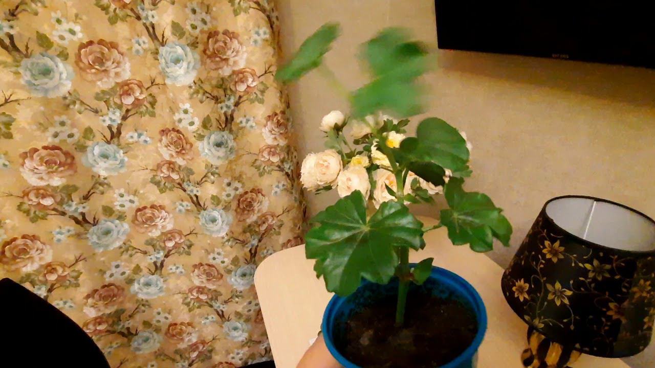 Черенки пеларгонии через месяц после посадки.Черенкую с корневином.