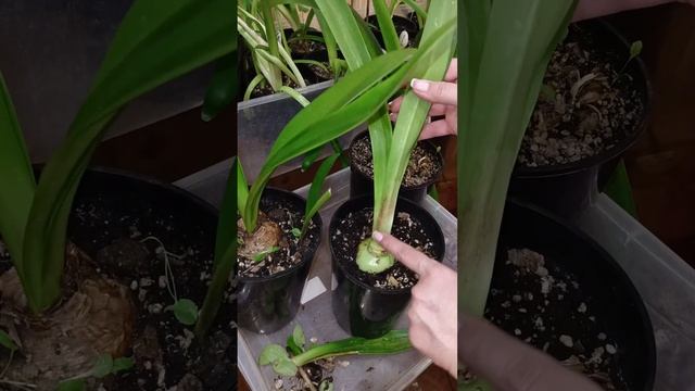 Гиппеаструмы. Период "не покоя" ? 21.12.2023 смотреть онлайн