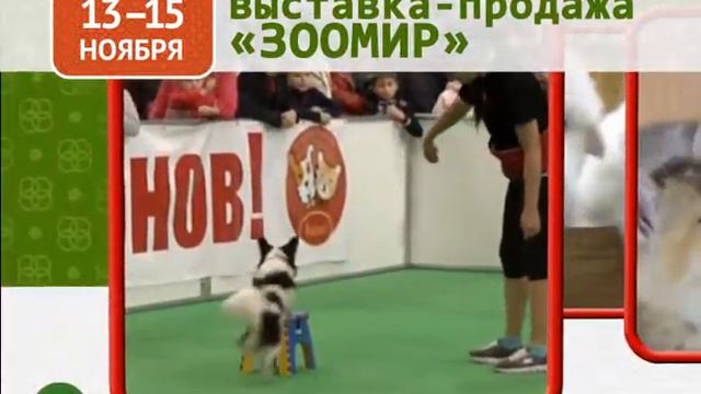 Выставка-продажа "Зоомир". Красноярск смотреть онлайн