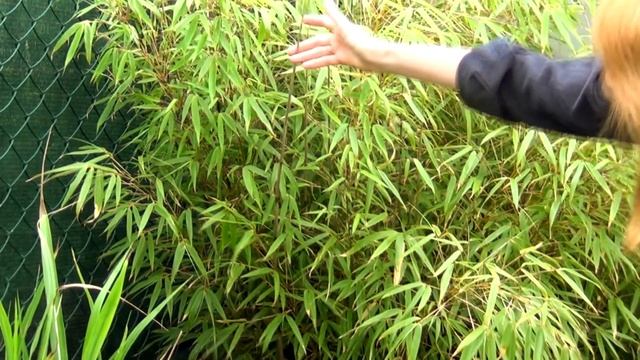 Бамбук смотреть онлайн