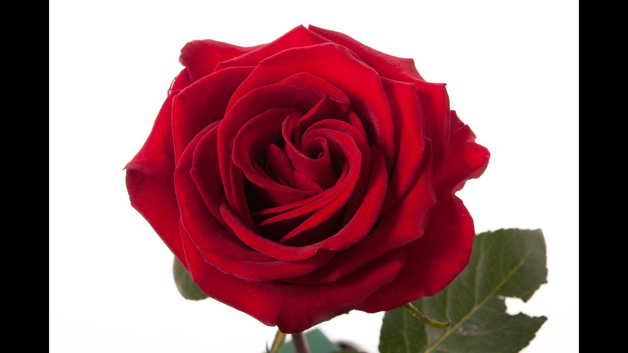 Красная роза разбор + реверс смотреть онлайн