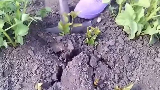 Как убрать поросль (вишни) смотреть онлайн