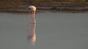 Flamingo Breakfast Dance - Трапезный танец фламинго