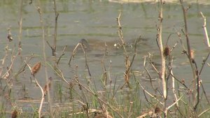 Дельта Волги. Половодье. Начало нереста. Nature of Russia.