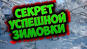 Пчеловодство для начинающих. Секрет зимовки пчел Подготовка пчел к зимовке. Причины плохой зимовки