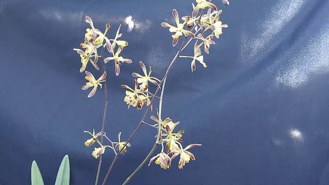 เอนไซเคลียอีลาต้า ดอกหอม ไม้จากอเมริกากลาง (Encyclia alata) смотреть онлайн