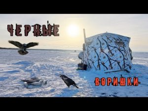 Черные воришки!!! Вороны-рыбаки. Зимняя рыбалка, оз. Шакша, 2021-2022 года.