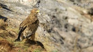 Дикая природа Крыма. Императорский орёл / Орёл-могильник / Eastern Imperial Eagle