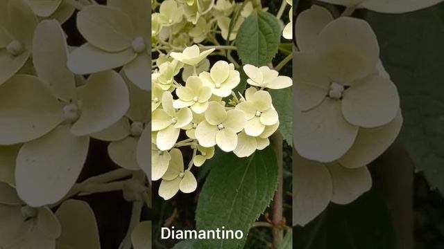 Гортензия метельчатая Diamantino