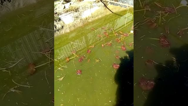 Чистим пруд дома 1