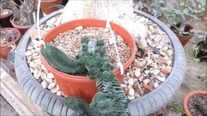 Толстянка Храм Будды Crassula Buddha's Temple