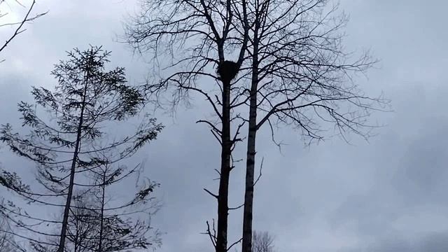 Вологодская область Устюжский район.Посадка саженцев сосны.Быт и подготовка делянки к посадкам.
