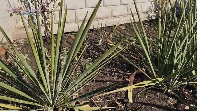 Нарешті Валєра керуватиме , а Оля працюватиме смотреть онлайн