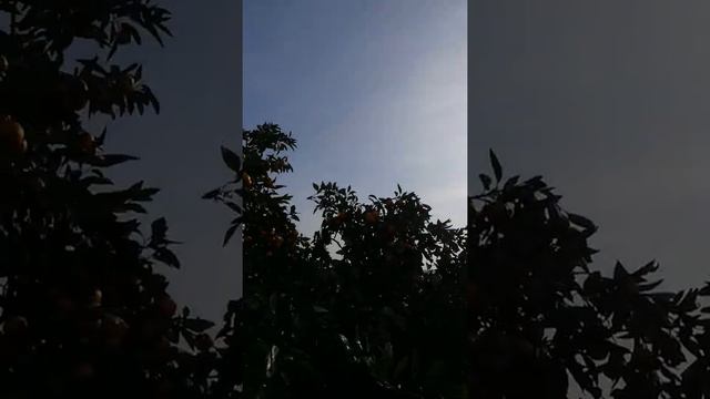 Сбор мандарин 2021! Абхазия смотреть онлайн