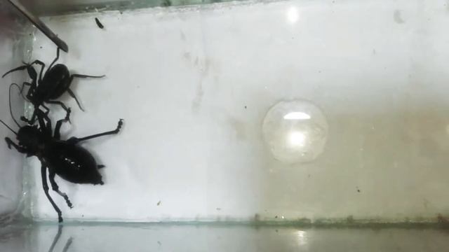 Scorpion vs beetle Who will win? смотреть онлайн