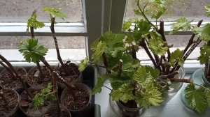 ?Два самых лучших сорта чёрного винограда.16.03.2023г.?