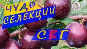 Посадил СЛИВОВО - ВИШНЁВЫЙ ГИБРИД! Результат УДИВИЛ! Посадка и уход за СВГ!