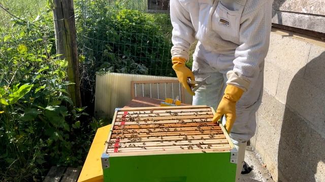 S01E10 - Le Rucher de Bruno & Serge :  Découverte d'une colonie explosive ? смотреть онлайн