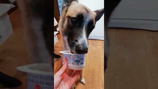 Можно ли давать собаке сладкий творог??? смотреть онлайн